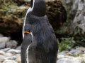 ZOO-Viden 24 srpen 2014 016.JPG